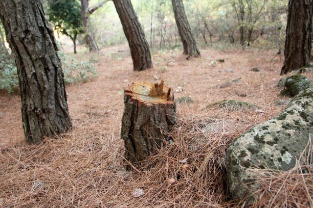 Best Storm Damage Tree Cleanup  in Highlands Ranch, CO