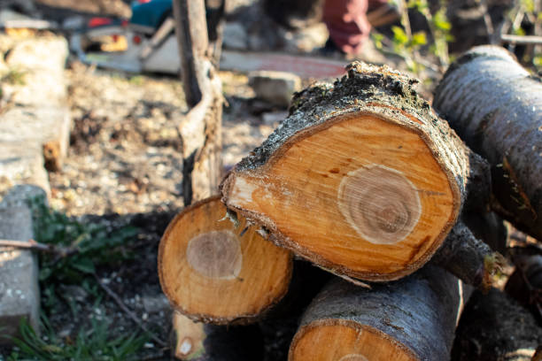 Best Commercial Tree Removal  in Highlands Ranch, CO