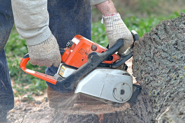 Best Stump Grinding and Removal  in Highlands Ranch, CO