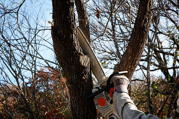 Best Residential Tree Removal  in Highlands Ranch, CO