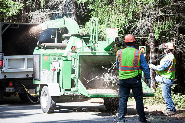 Best Root Management and Removal  in Highlands Ranch, CO