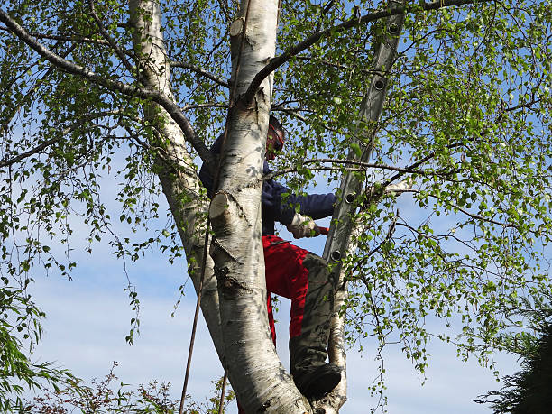 Best Tree and Shrub Care  in Highlands Ranch, CO