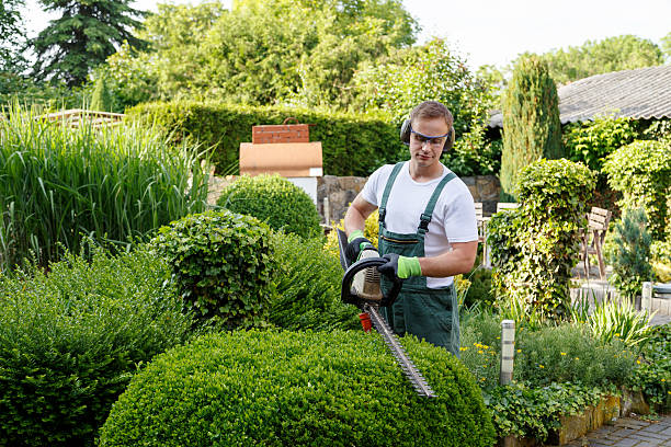 Best Lawn Renovation and Restoration  in Highlands Ranch, CO