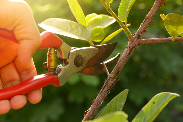 Reliable Highlands Ranch, CO Tree Removal Services Solutions